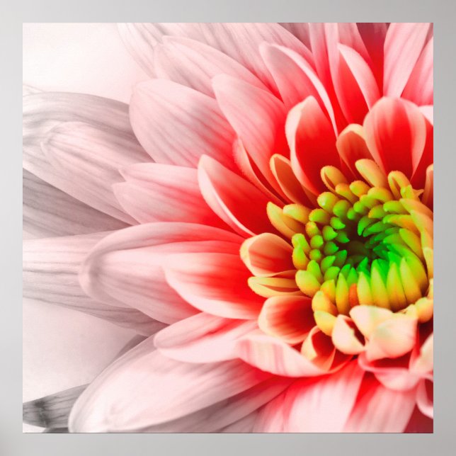Póster Poster de flor rosa (Frente)