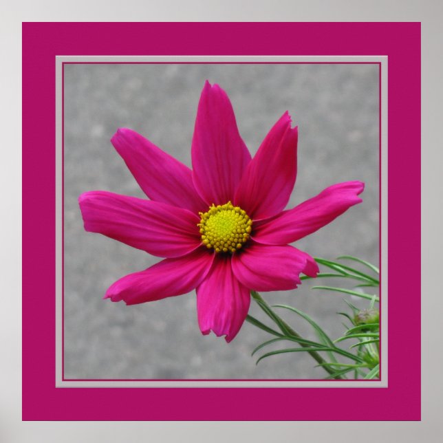 Póster Poster de flor rosa (Frente)