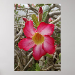 Póster Poster de flor Rosa del desierto
