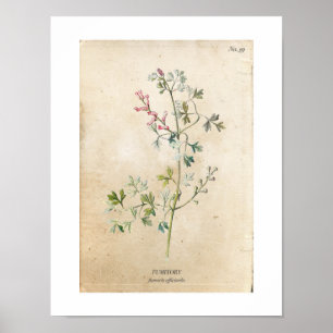 Póster Poster de Flor Silvestre Botánica Vintage