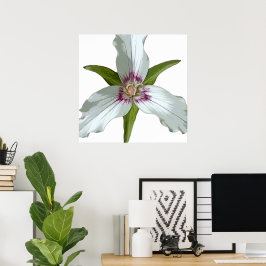 Póster Poster de Flor Silvestre Trillium Spring
