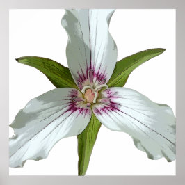 Póster Poster de Flor Silvestre Trillium Spring