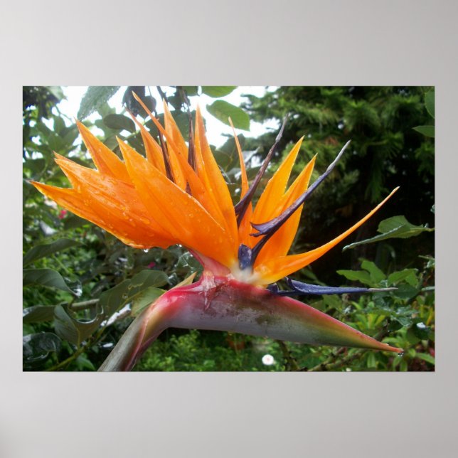 Póster Poster de flores (Frente)