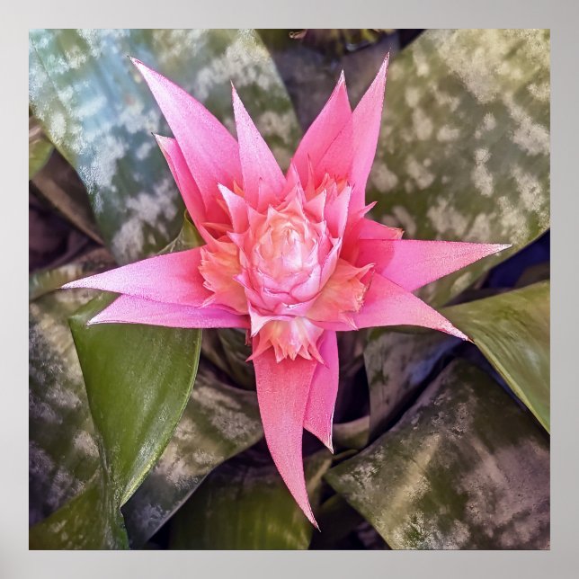 Póster Poster de flores (Frente)