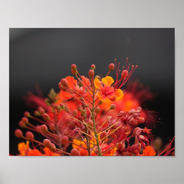 Póster Poster de flores (Frente)