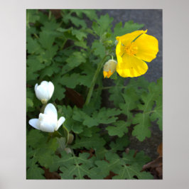 Póster Poster de flores