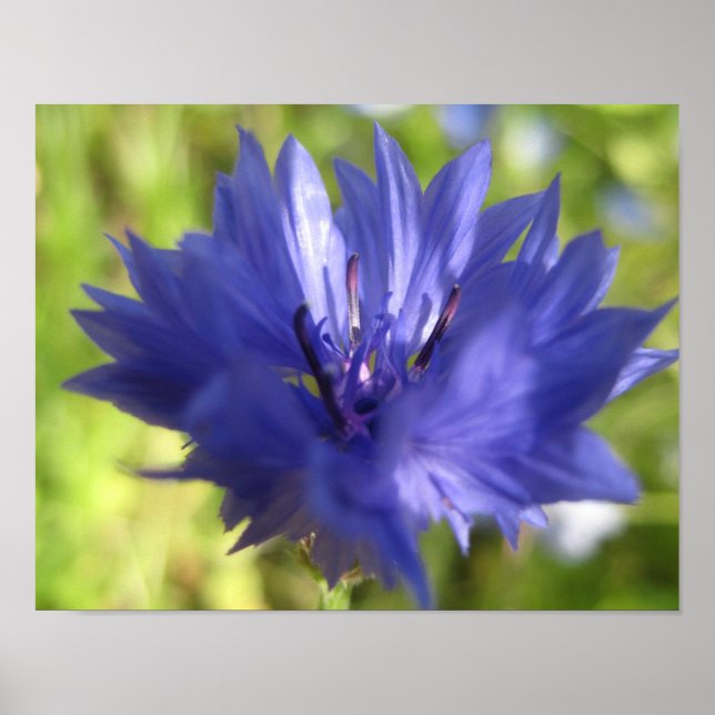 Póster Poster de flores (Frente)