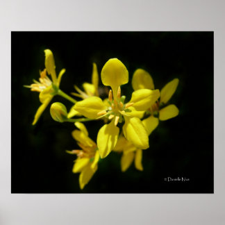 Póster Poster de flores amarillas