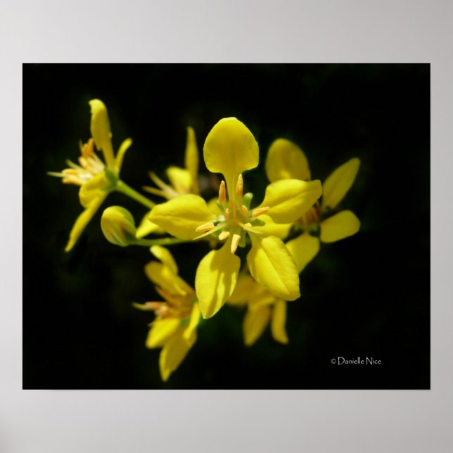 Póster Poster de flores amarillas (Frente)