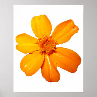 Póster Poster de flores amarillas