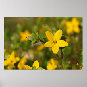 Póster Poster de flores amarillas