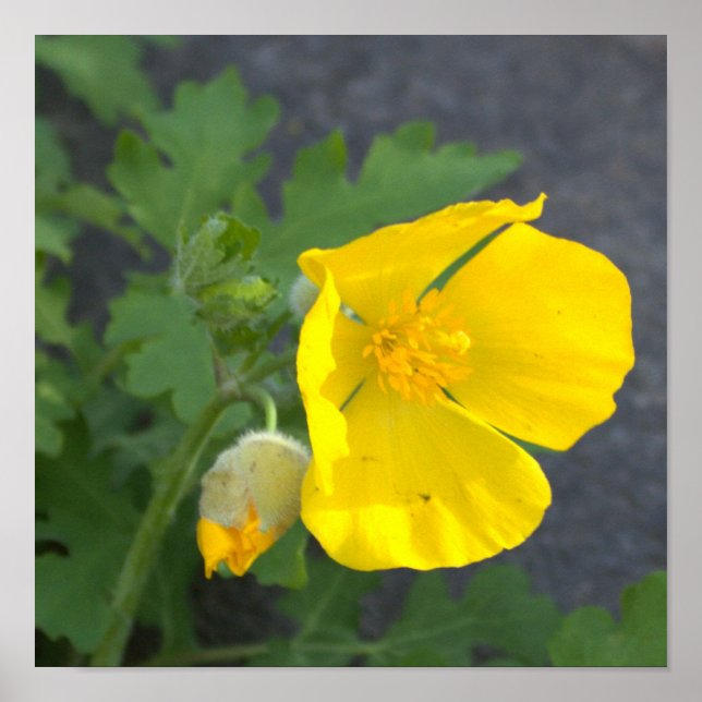 Póster Poster de flores amarillas (Frente)