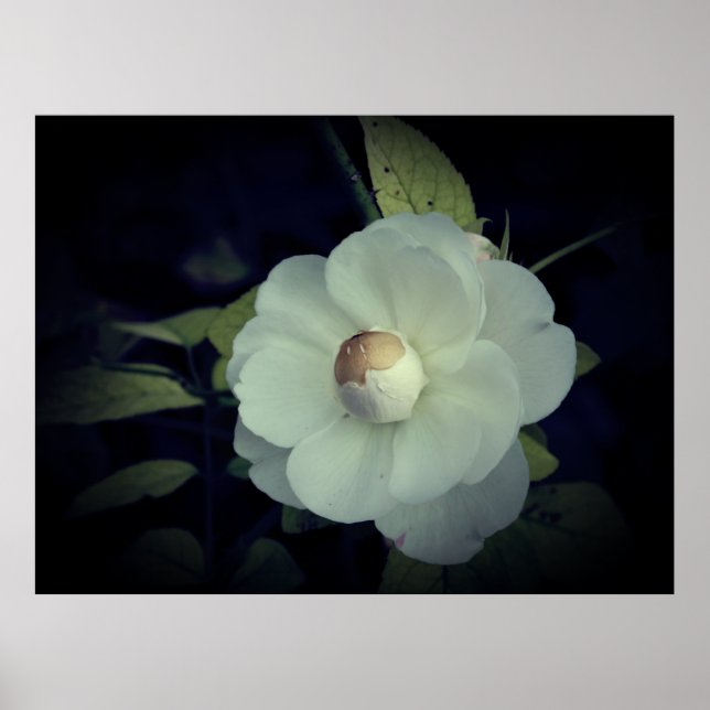 Póster Poster de flores blancas (Frente)