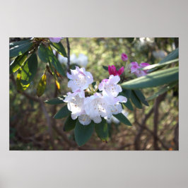 Póster Poster de flores blancas