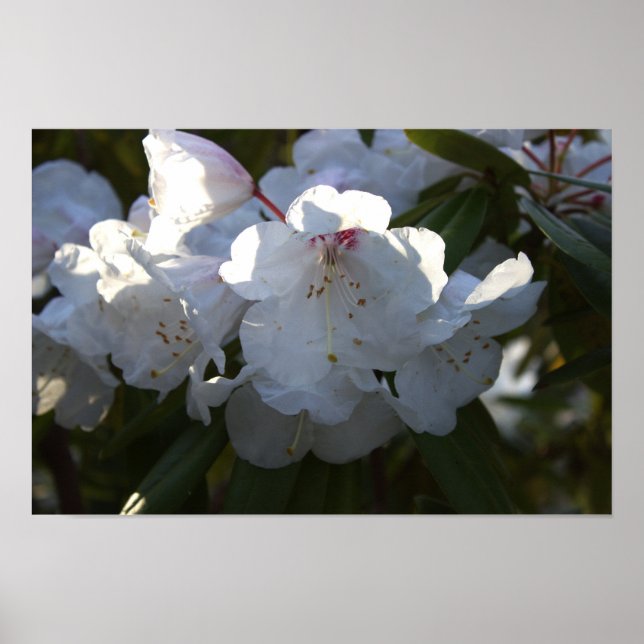 Póster Poster de flores blancas (Frente)