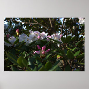 Póster Poster de flores blancas y rosas
