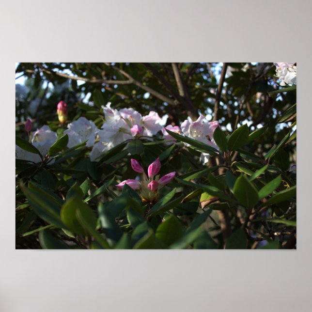 Póster Poster de flores blancas y rosas (Frente)