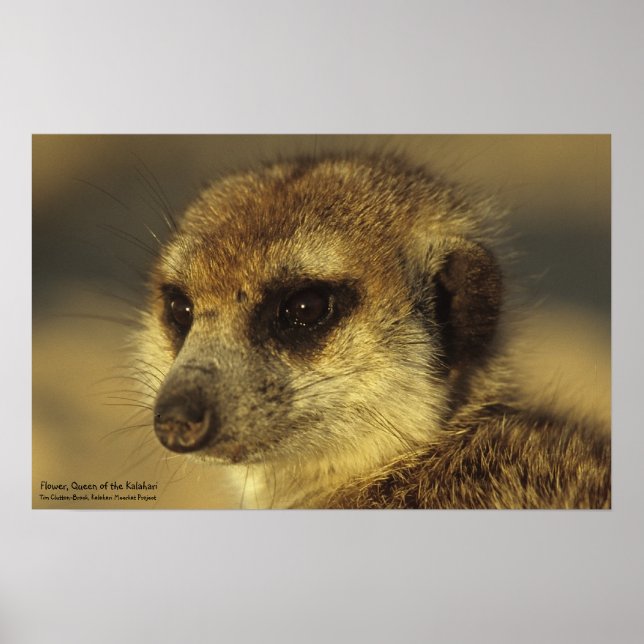 Póster Poster de flores - Colección de Whiskers reales (Frente)