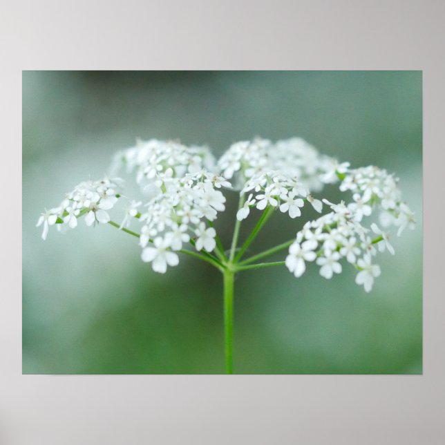 Póster Poster de flores Cow Parsley (Frente)