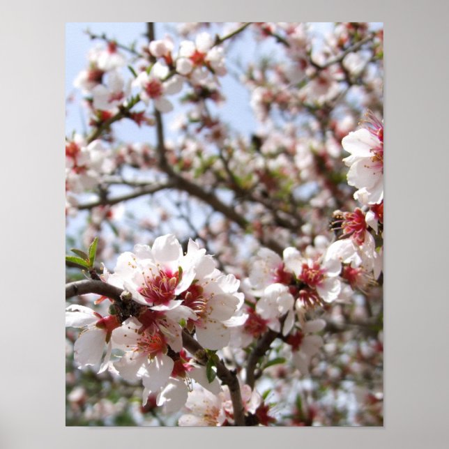 Póster Poster de flores de árbol rosa (Frente)