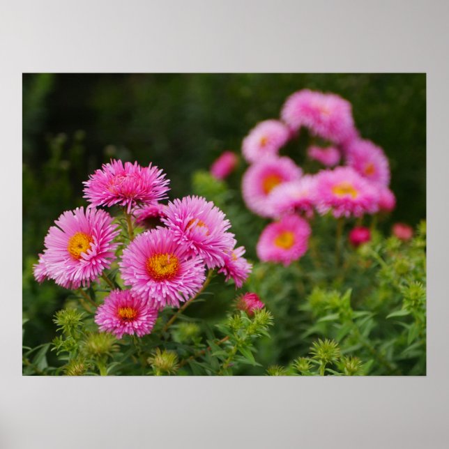 Póster Poster de Flores de Aster Rosa (Frente)