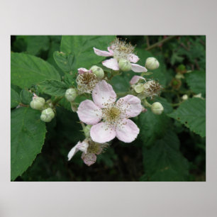 Póster Poster de Flores de Blackberry