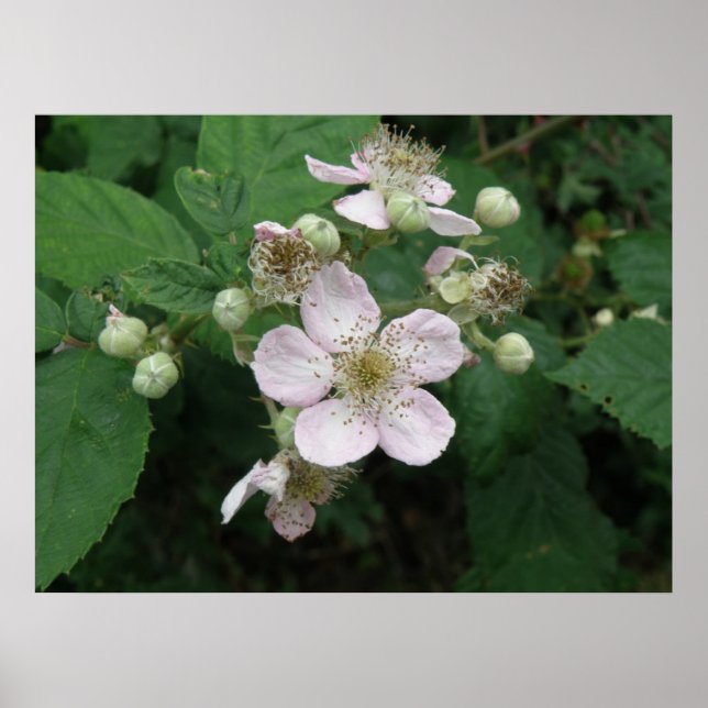 Póster Poster de Flores de Blackberry (Frente)