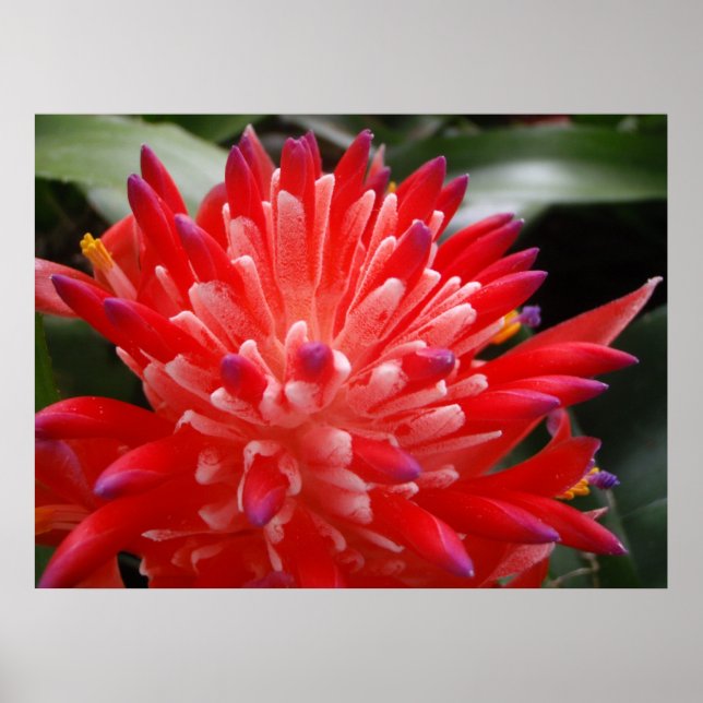 Póster Poster de flores de Bromeliad (Frente)