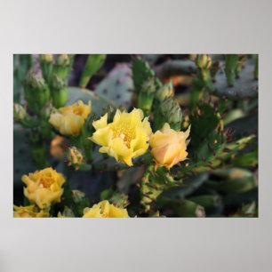 Póster Poster de flores de cactus amarillas