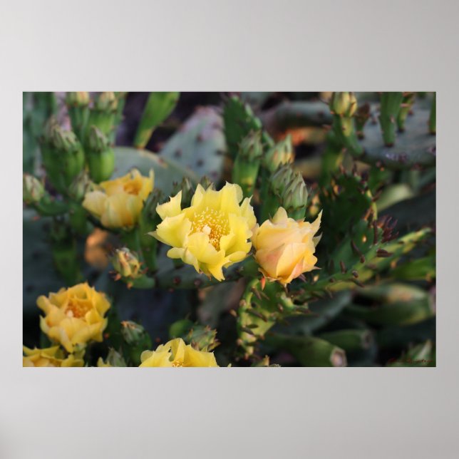 Póster Poster de flores de cactus amarillas (Frente)