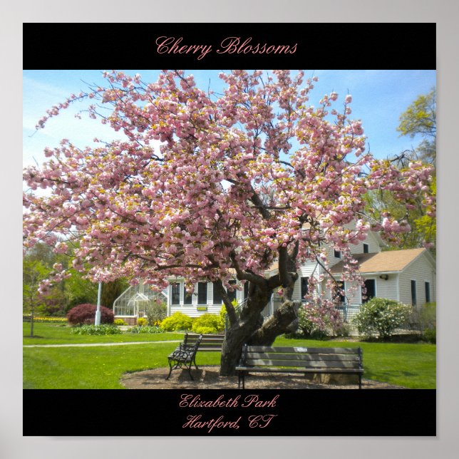 Póster Poster de flores de cerezo (Frente)