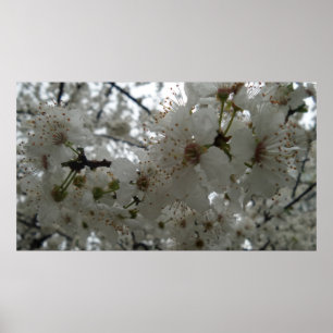 Póster Poster de flores de ciruela
