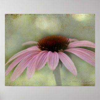 Póster Poster de flores de cono