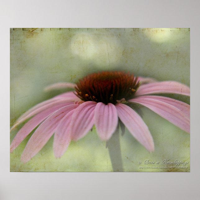 Póster Poster de flores de cono (Frente)