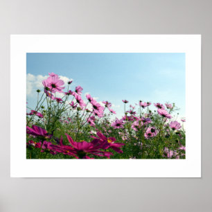 Póster Poster de flores de cosmos de Japón