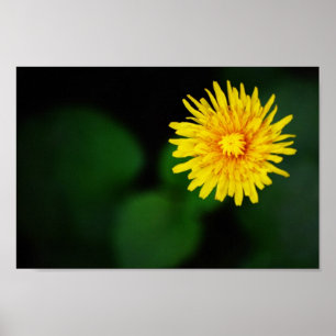 Póster Poster de flores de Dandelion