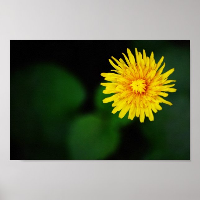 Póster Poster de flores de Dandelion (Frente)
