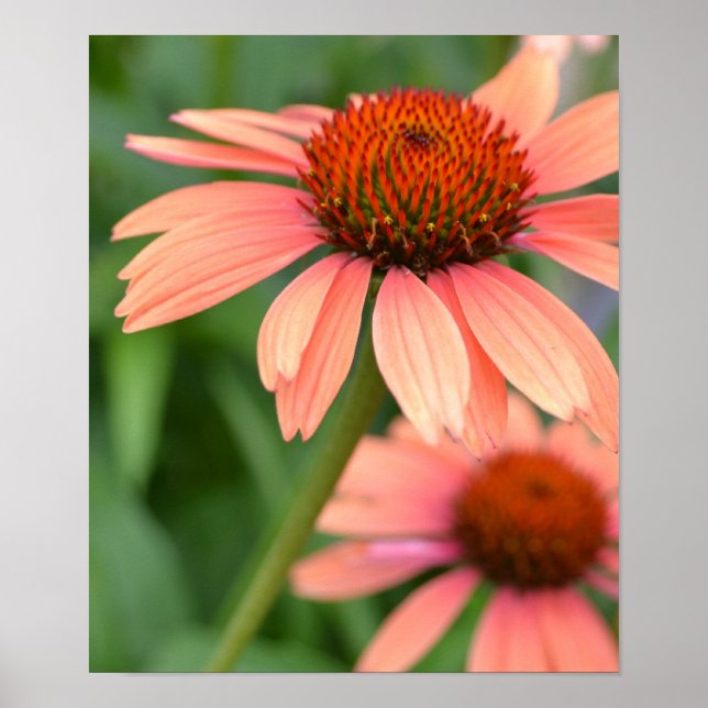 Póster Poster de Flores de Echinacea Peach (Frente)