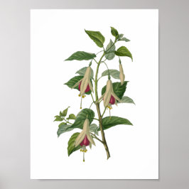 Póster Poster de flores de Fuchsia