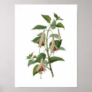 Póster Poster de flores de Fuchsia