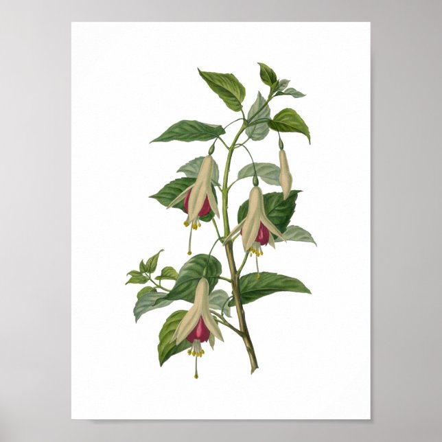 Póster Poster de flores de Fuchsia (Frente)
