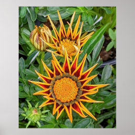 Póster Poster de flores de Gazania