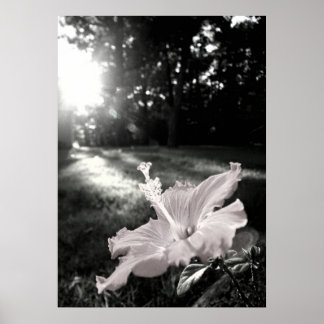 Póster Poster de flores de Hibiscus