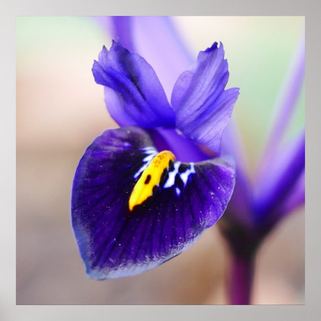 Póster Poster de flores de Iris Reticulata (Frente)