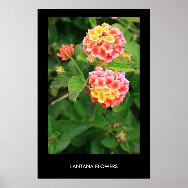 Póster Poster de flores de Lantana,Imprimir (Frente)
