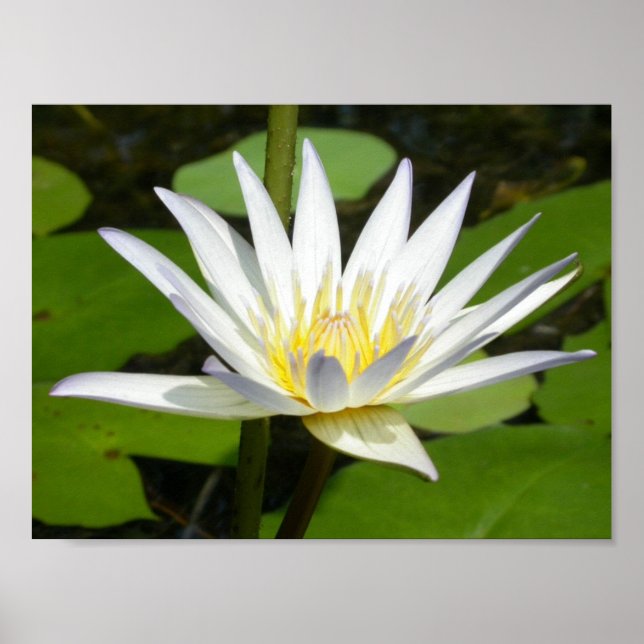 Póster Poster de flores de Lotus blanco (Frente)