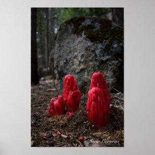 Póster Poster de flores de nieve