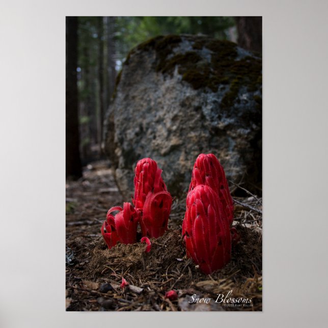 Póster Poster de flores de nieve (Frente)