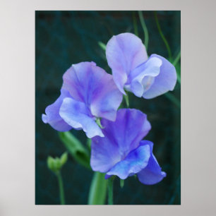 Póster Poster de Flores de Pea Blue Sweet