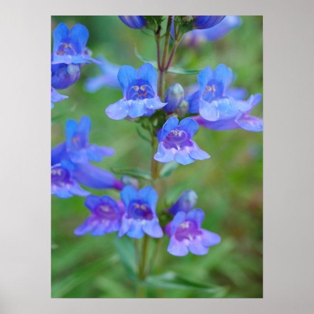 Póster Poster de Flores de Penstemon Azul (Frente)